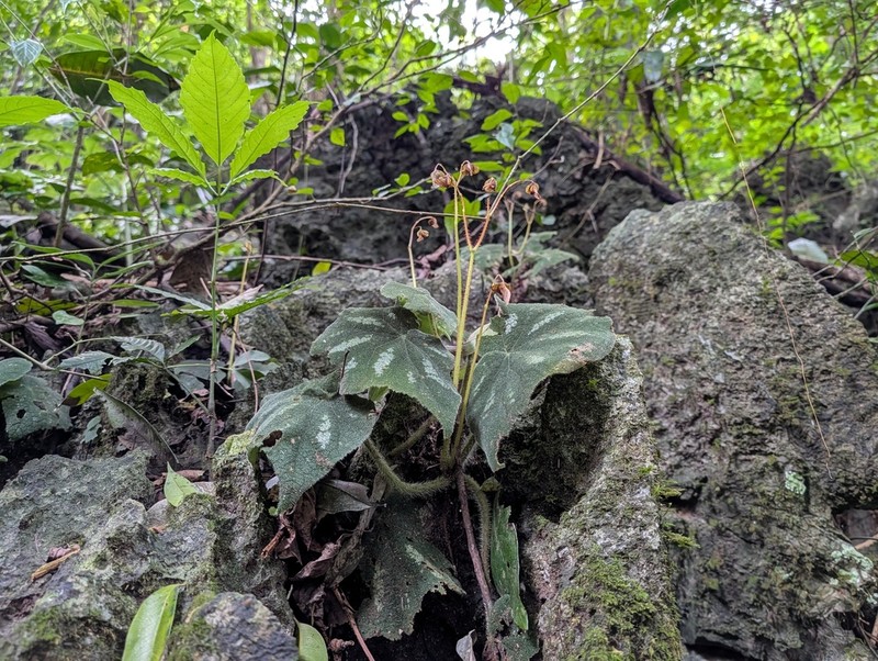 Begonia datii photo 3