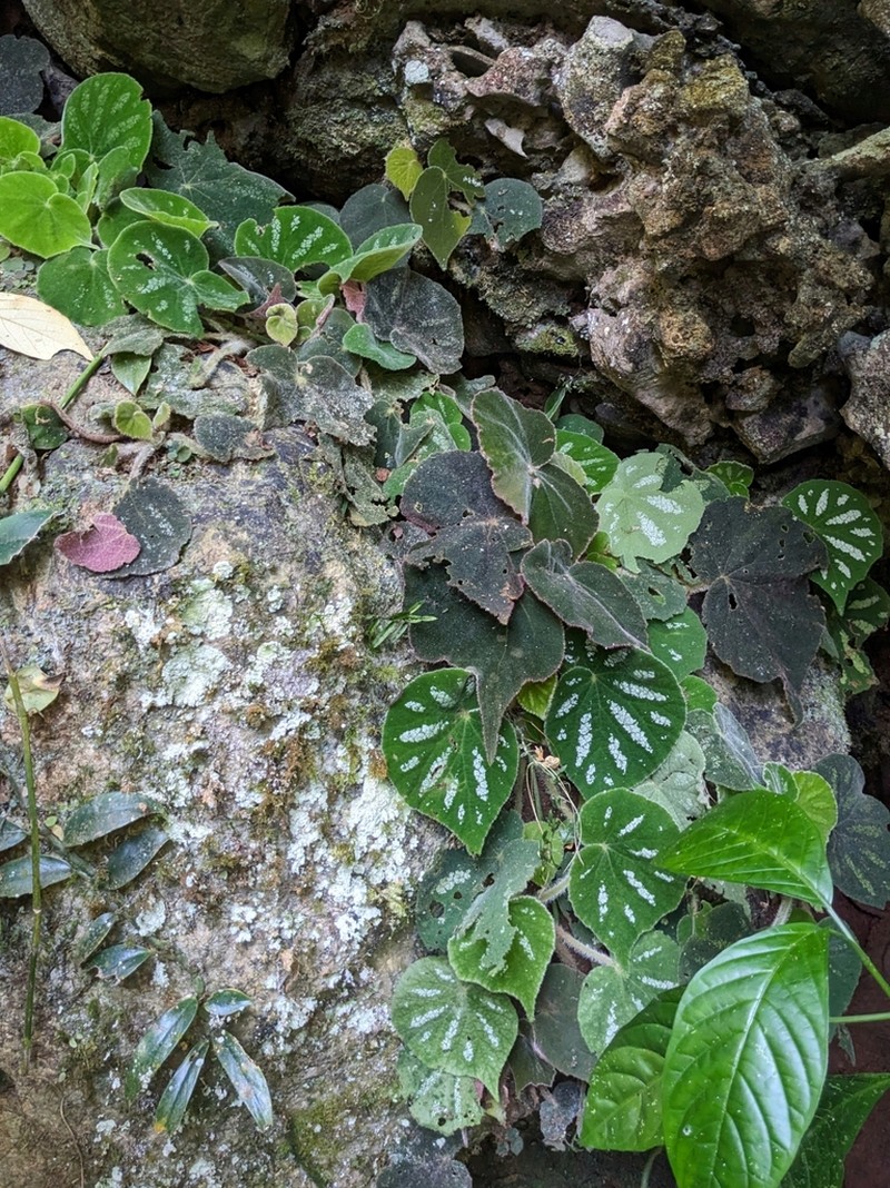 Begonia datii photo 4