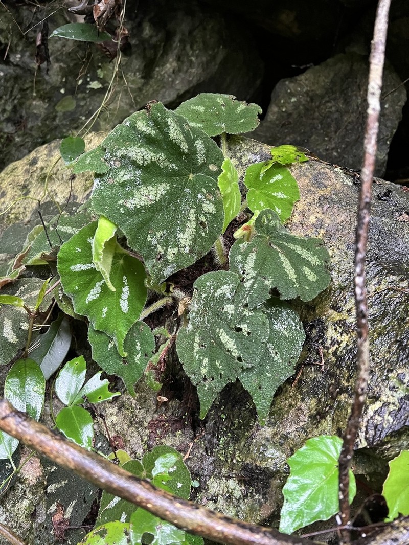 Begonia datii photo 5