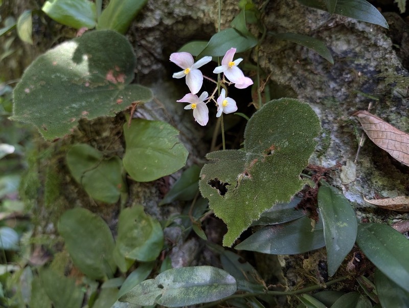 Begonia datii photo 6
