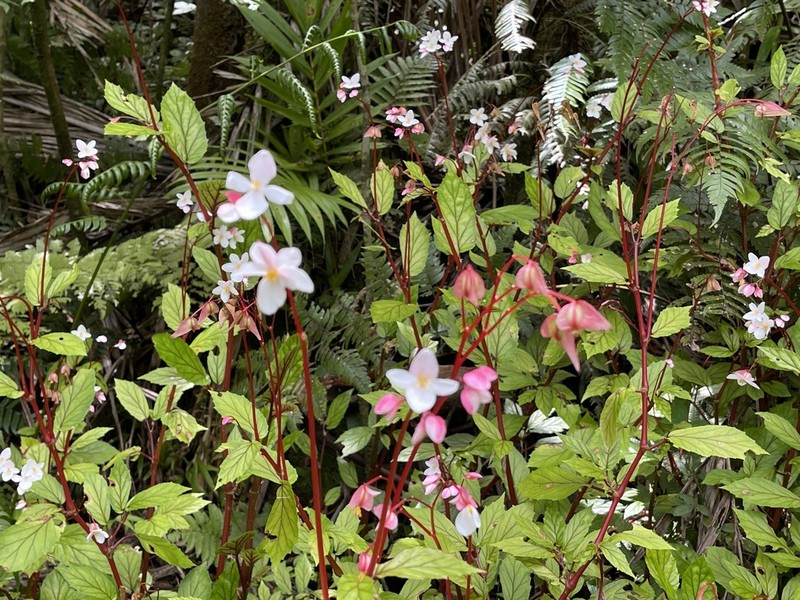 Native Begonia photo 3