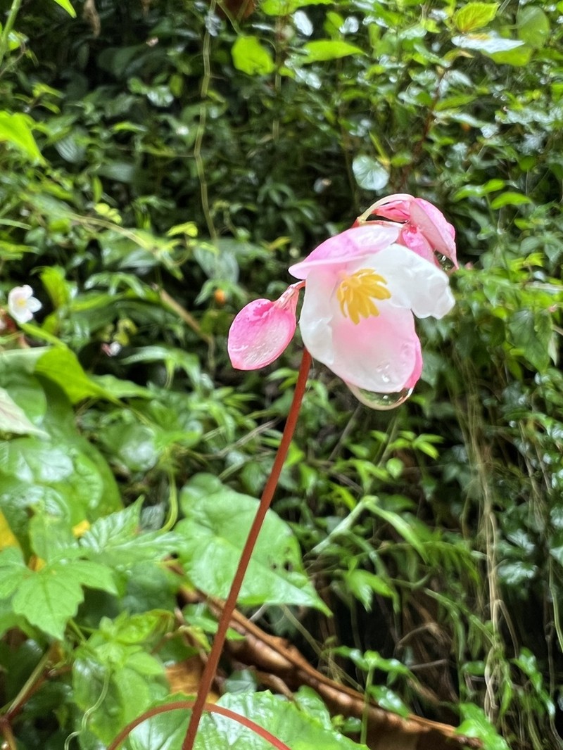 Native Begonia photo 4