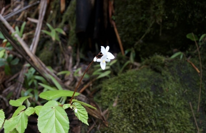 Native Begonia photo 5