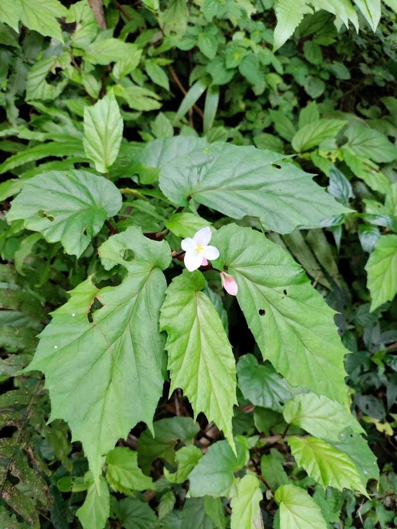 Native Begonia photo 6