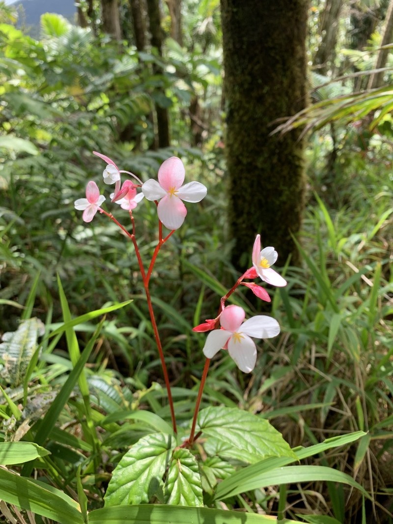 Native Begonia photo 7