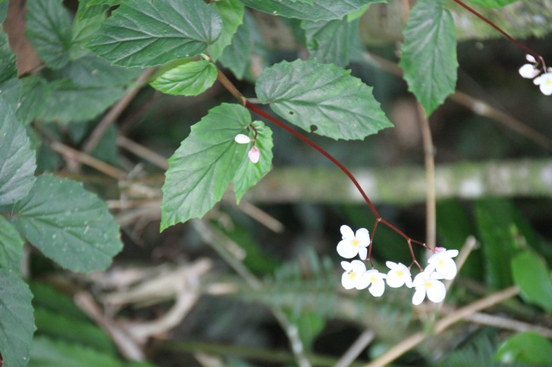 Native Begonia photo 2