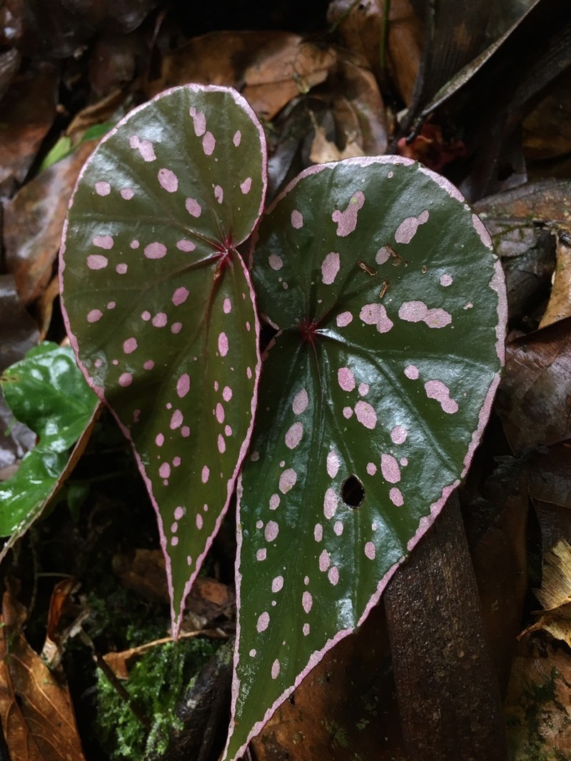 Begonia dimorpha