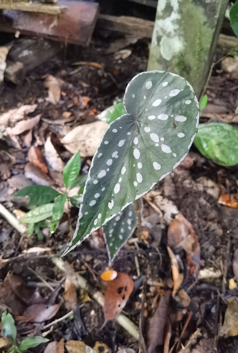 Begonia dimorpha photo 2