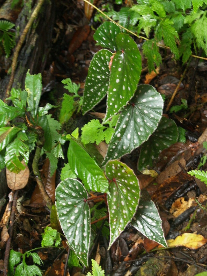 Begonia dimorpha photo 3