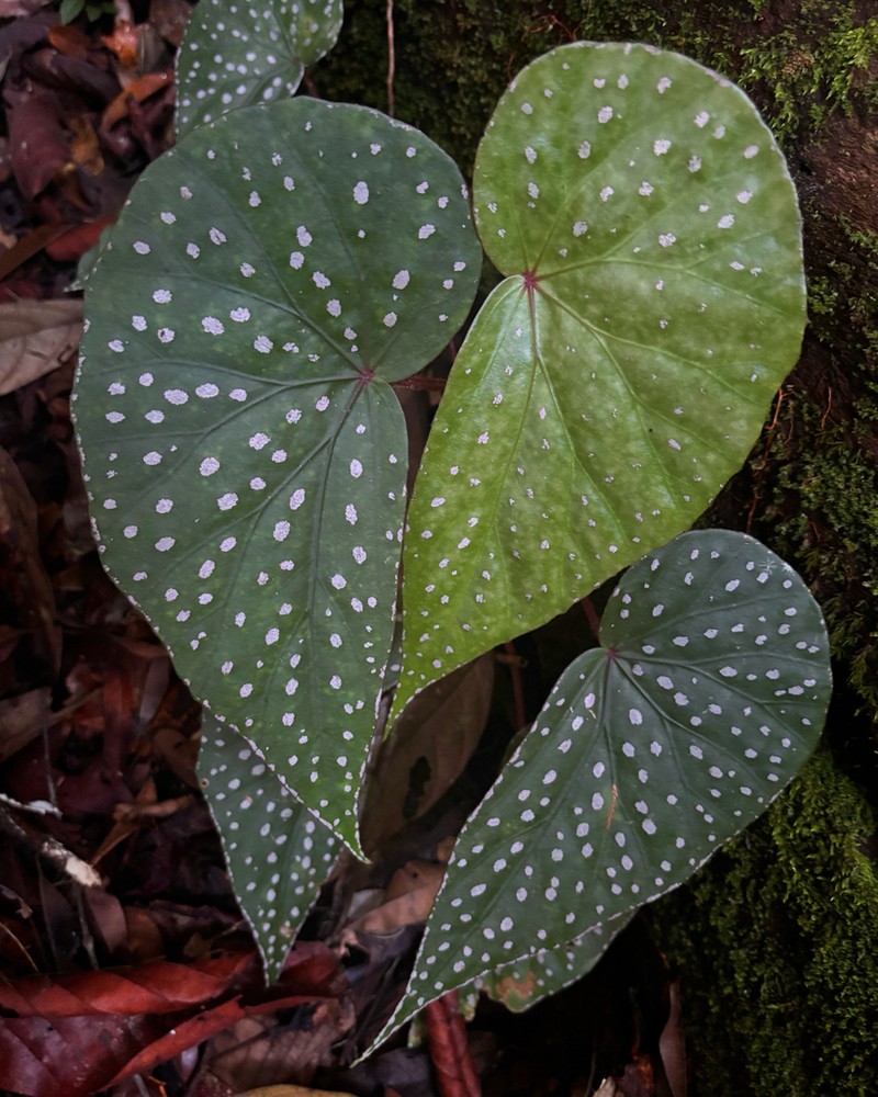 Begonia dimorpha photo 4