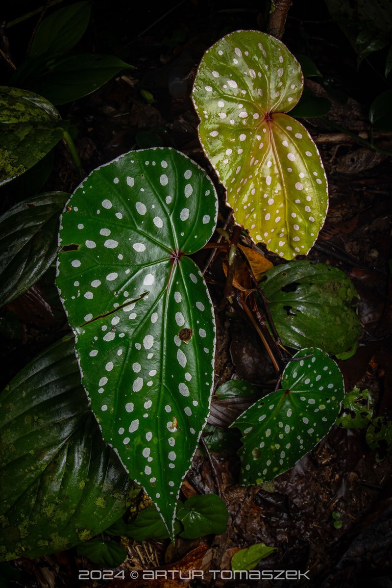 Begonia dimorpha photo 5