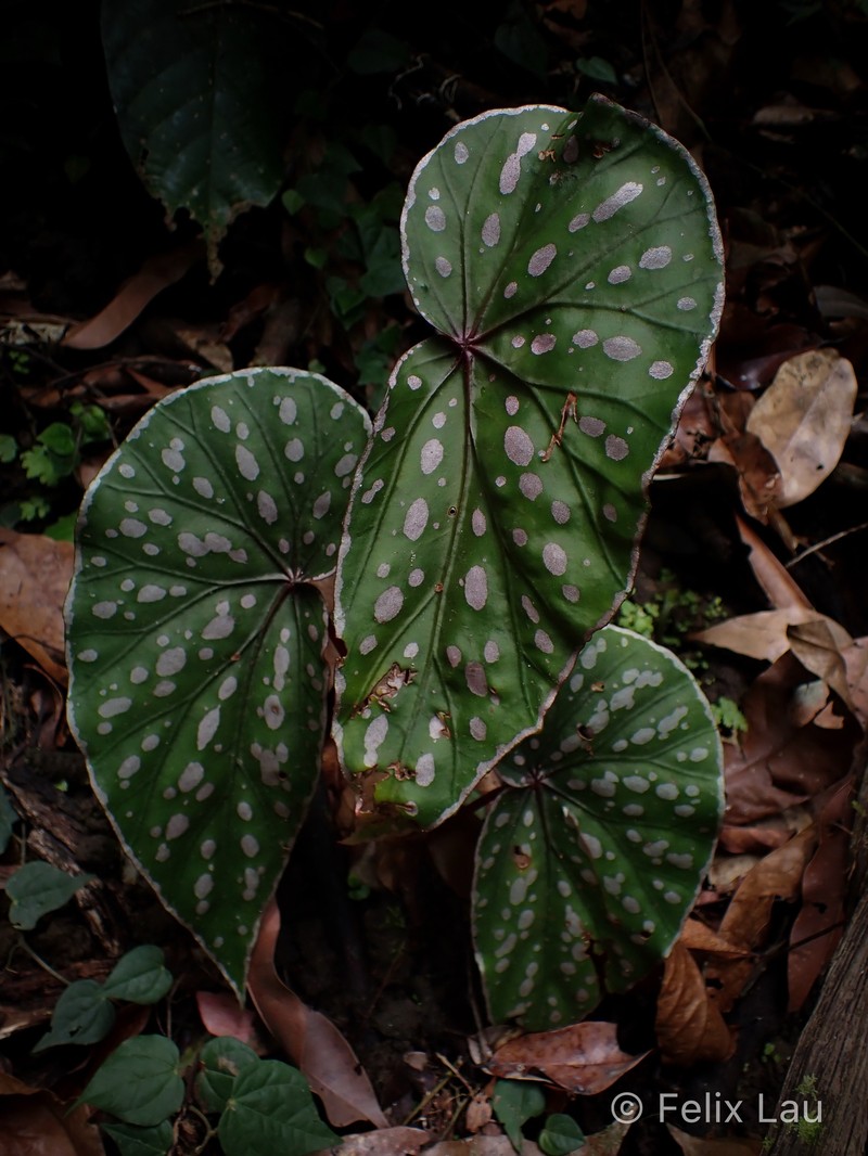 Begonia dimorpha photo 7