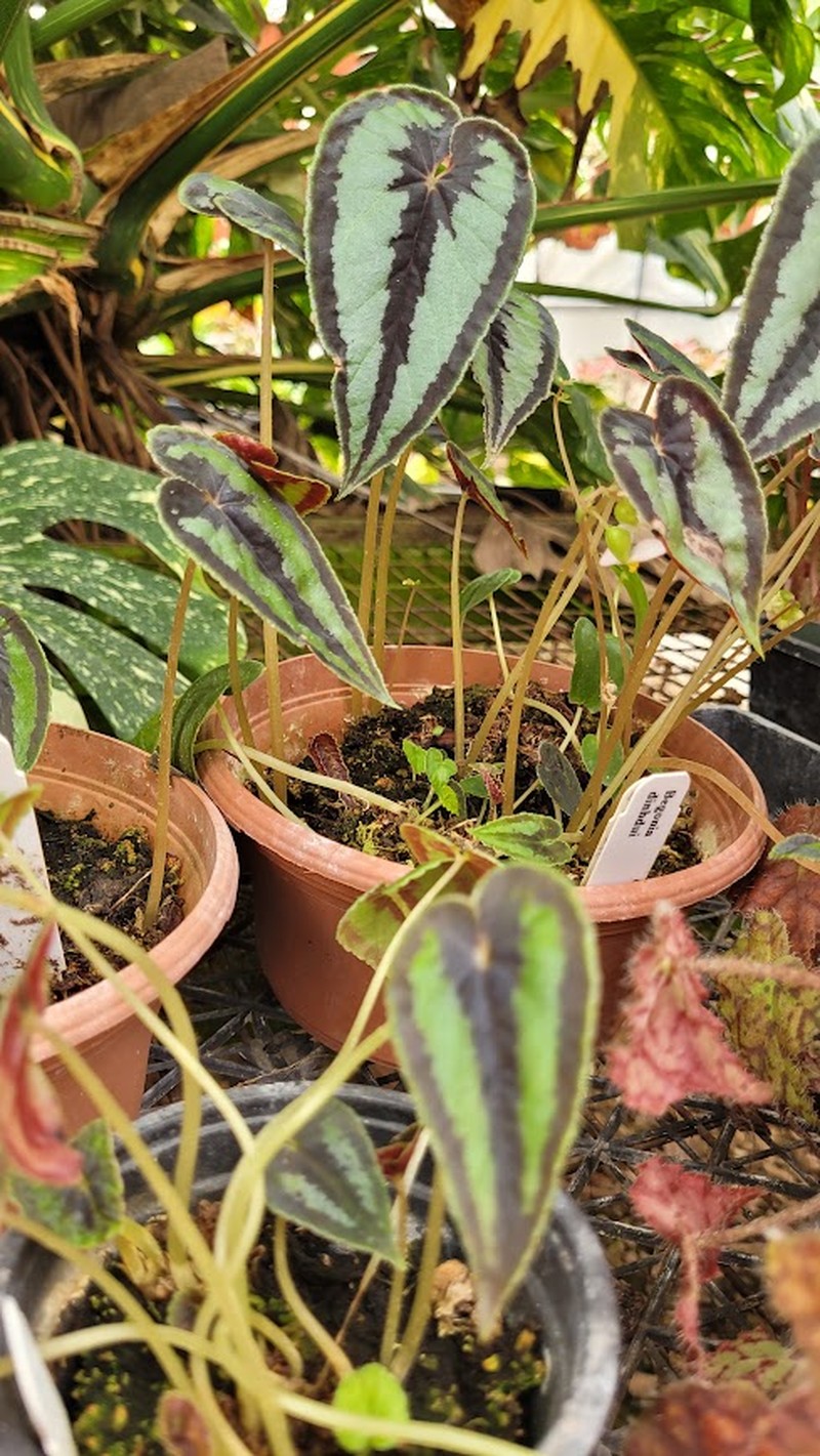 Begonia dinhdui