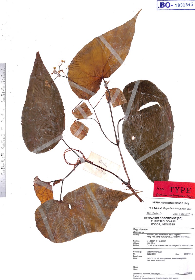 Begonia duhungensis