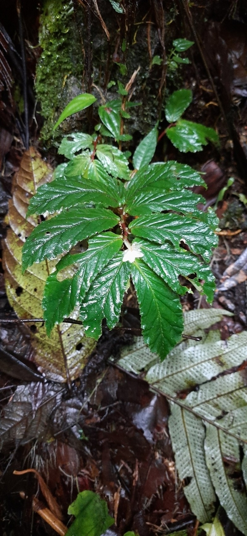 Begonia embera