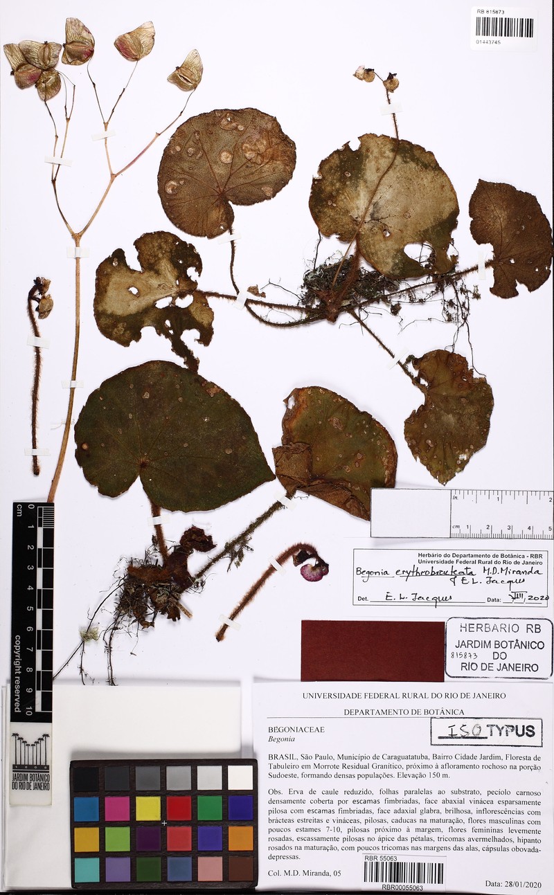 Begonia erythrobracteata