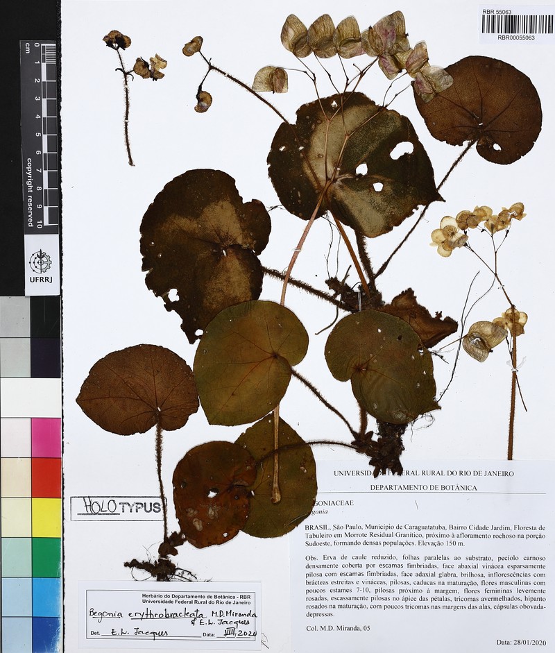 Begonia erythrobracteata photo 2