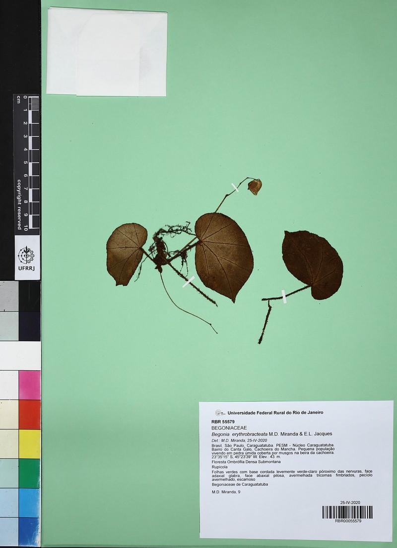 Begonia erythrobracteata photo 3