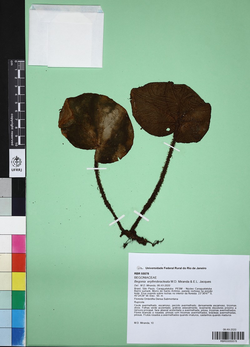 Begonia erythrobracteata photo 4