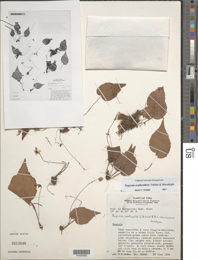 Begonia erythrothrix