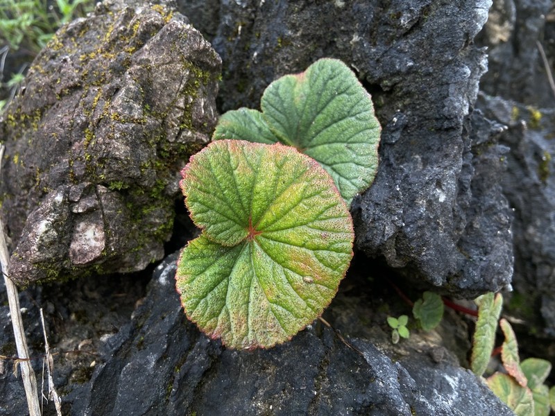 Begonia exposita