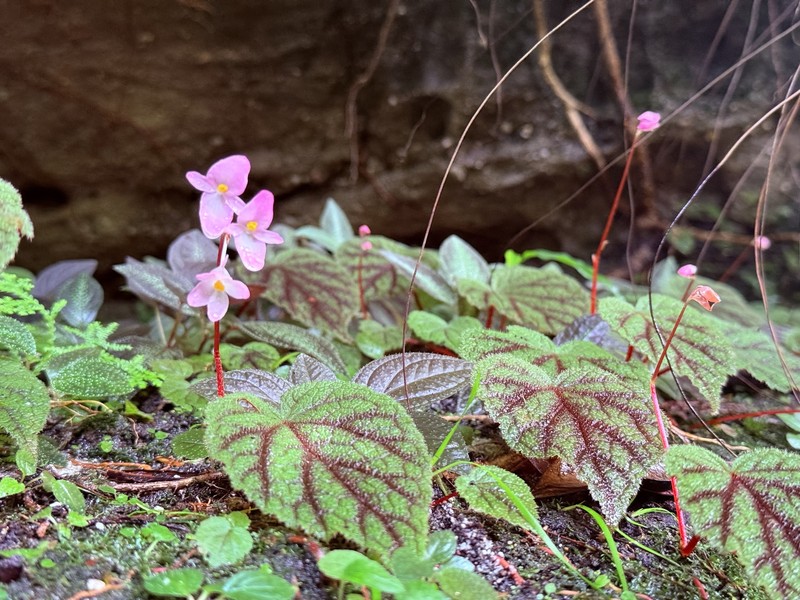 Begonia fimbristipula subsp. siamensis