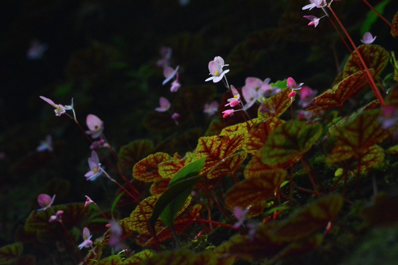 Begonia fimbristipula subsp. siamensis photo 2