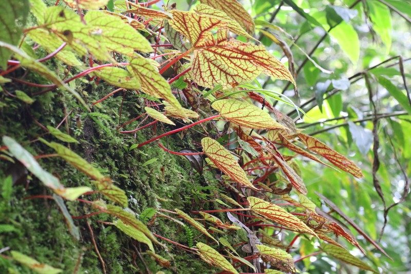 Begonia fimbristipula subsp. siamensis photo 3