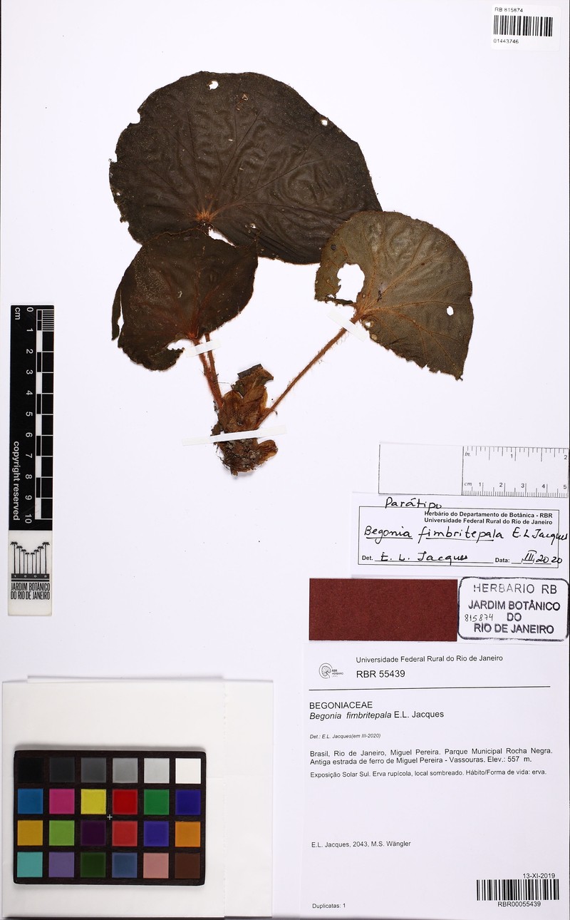 Begonia fimbritepala