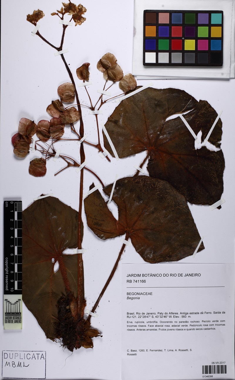 Begonia fimbritepala photo 2