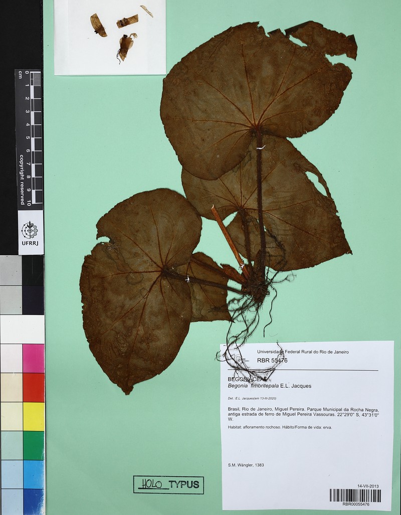 Begonia fimbritepala photo 4