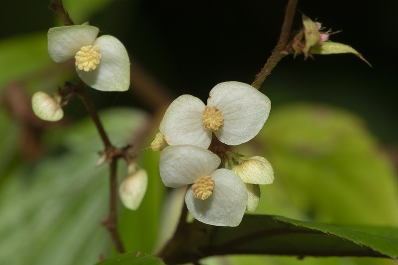 Begonia flavovirens