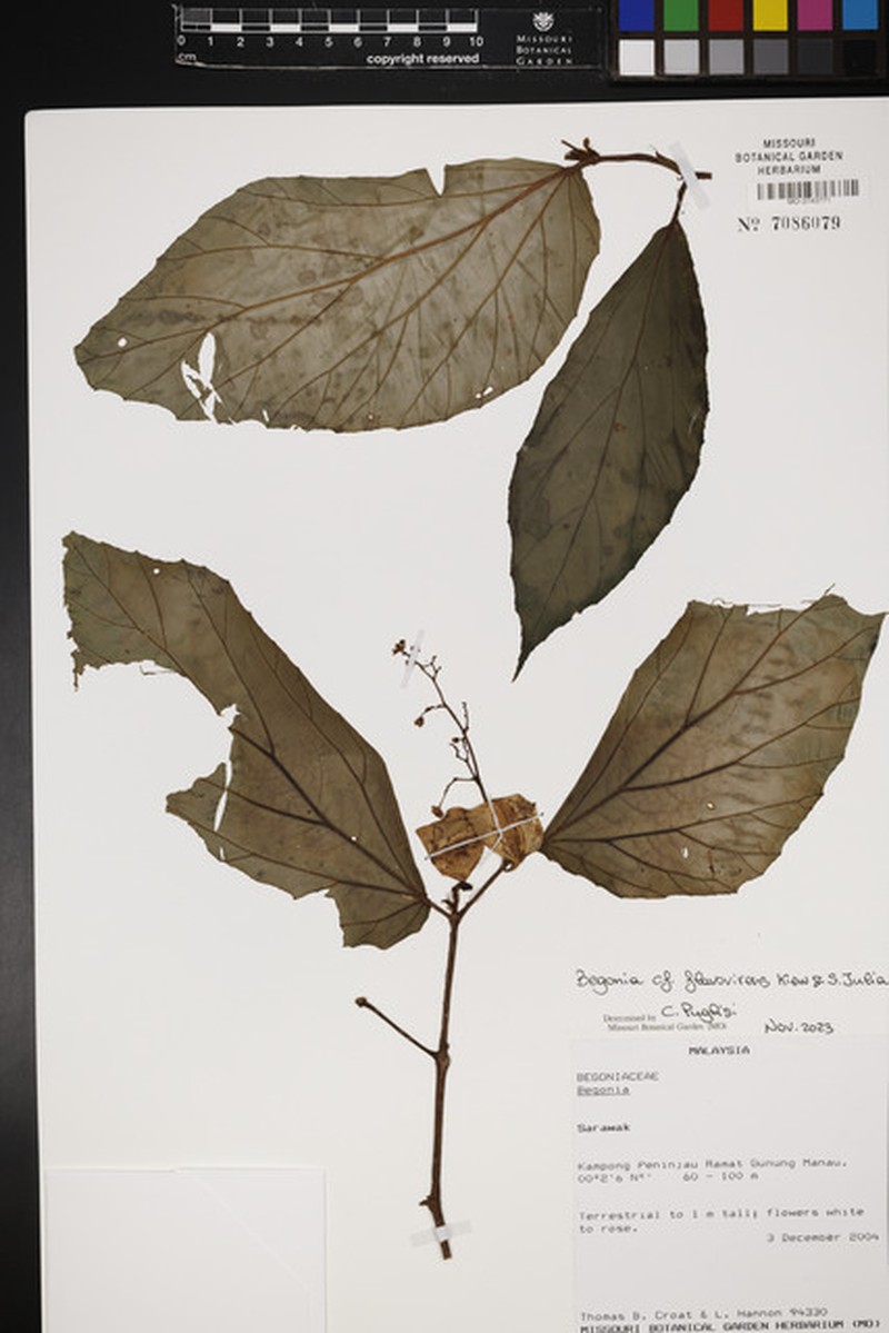 Begonia flavovirens photo 2