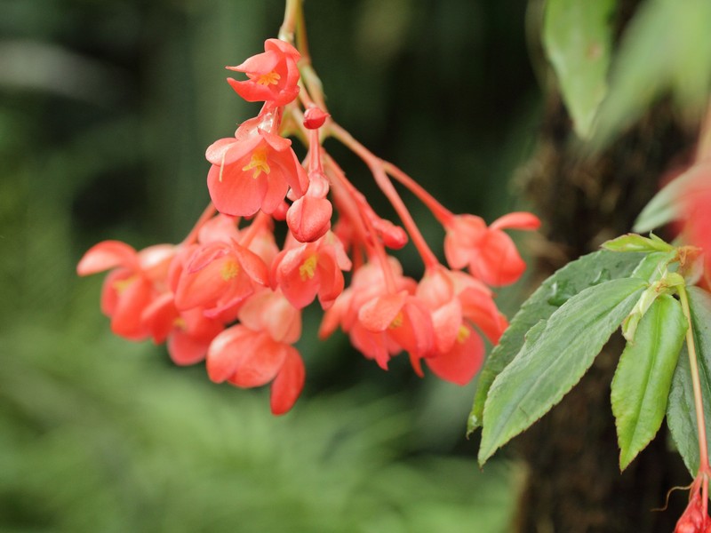 Fuchsia Begonia