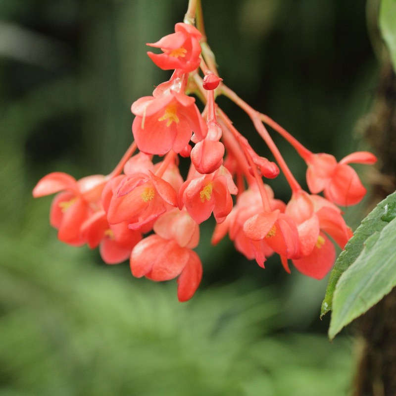 Fuchsia Begonia photo 2