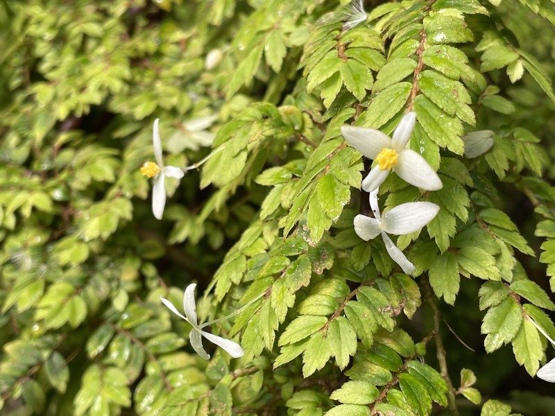 Fuchsia Begonia photo 3