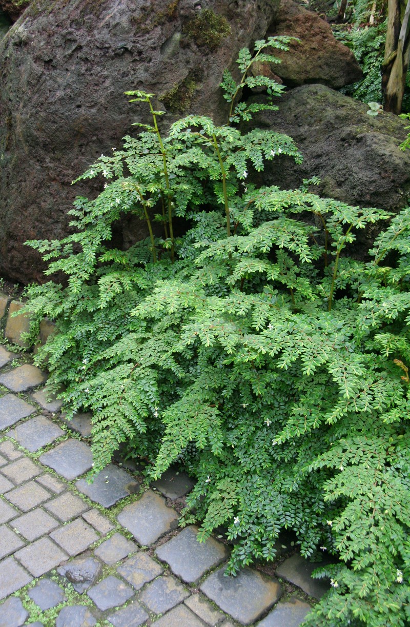 Fuchsia Begonia photo 4