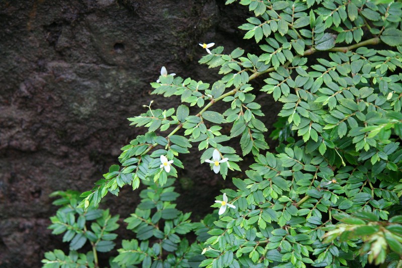 Fuchsia Begonia photo 5