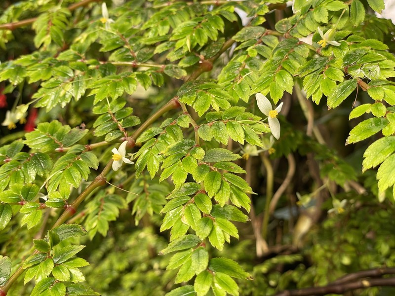Fuchsia Begonia photo 6