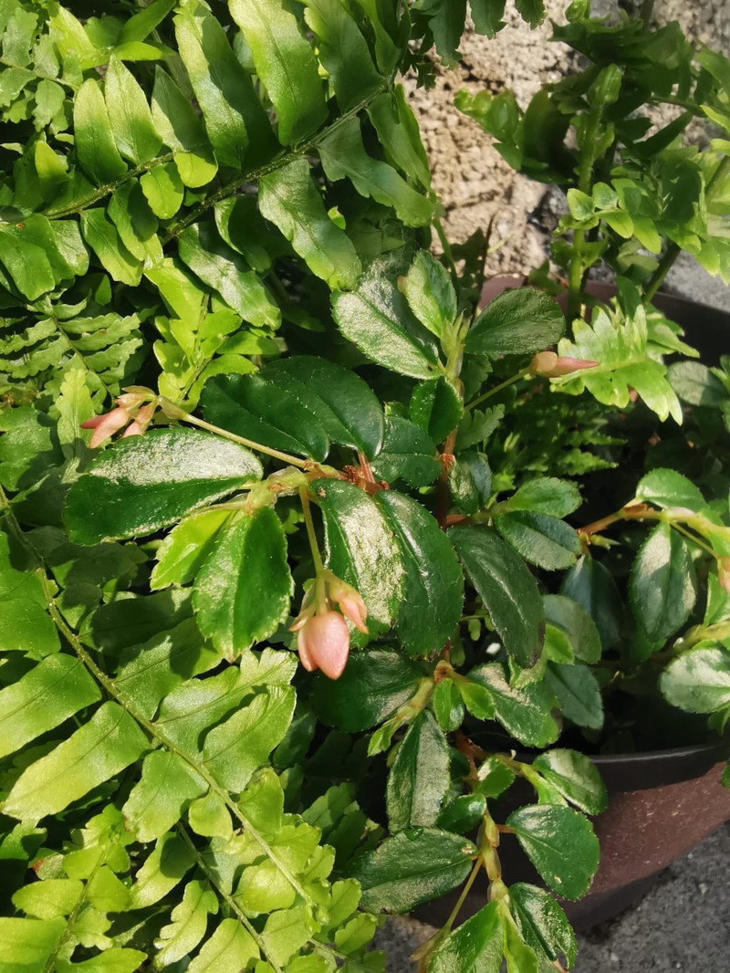 Fuchsia Begonia photo 7