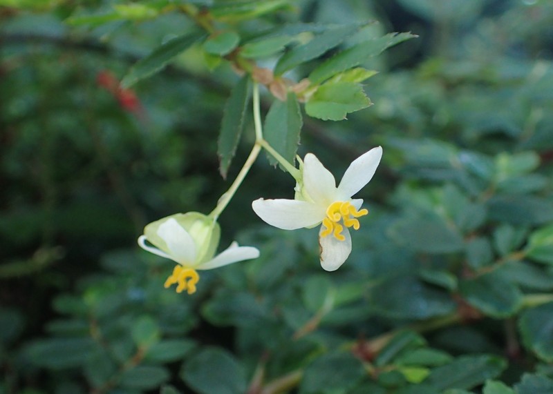 Fuchsia Begonia photo 8