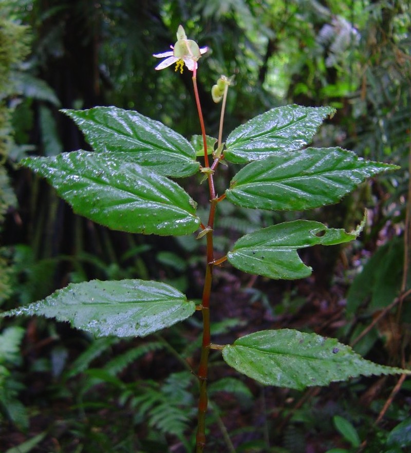Begonia galea