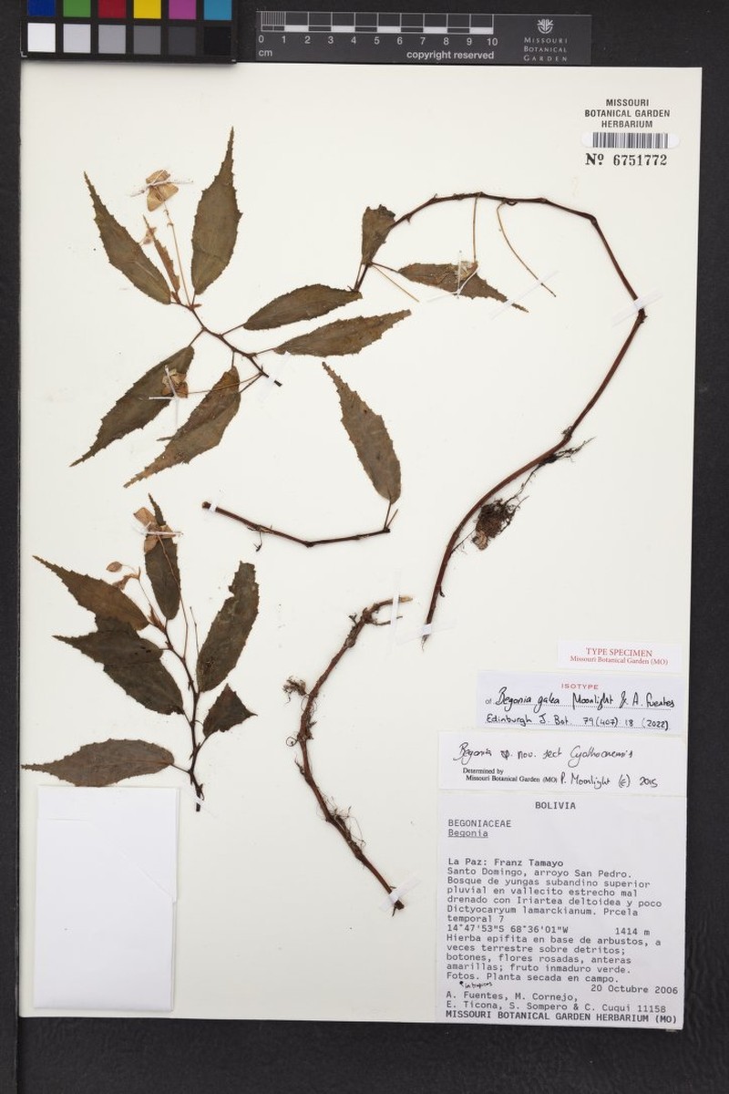 Begonia galea photo 2