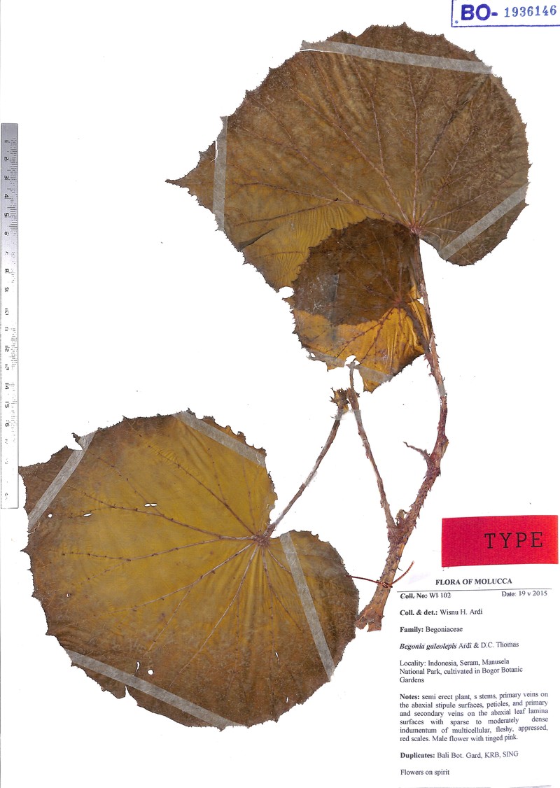 Begonia galeolepis
