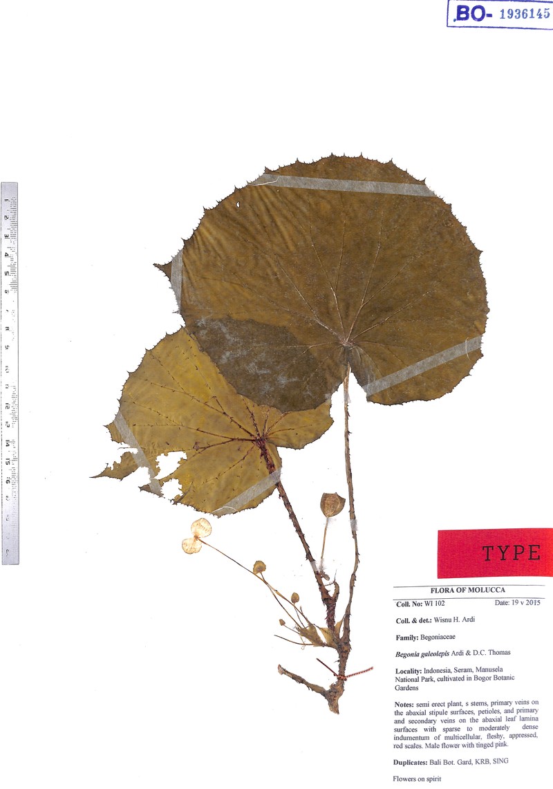 Begonia galeolepis photo 2