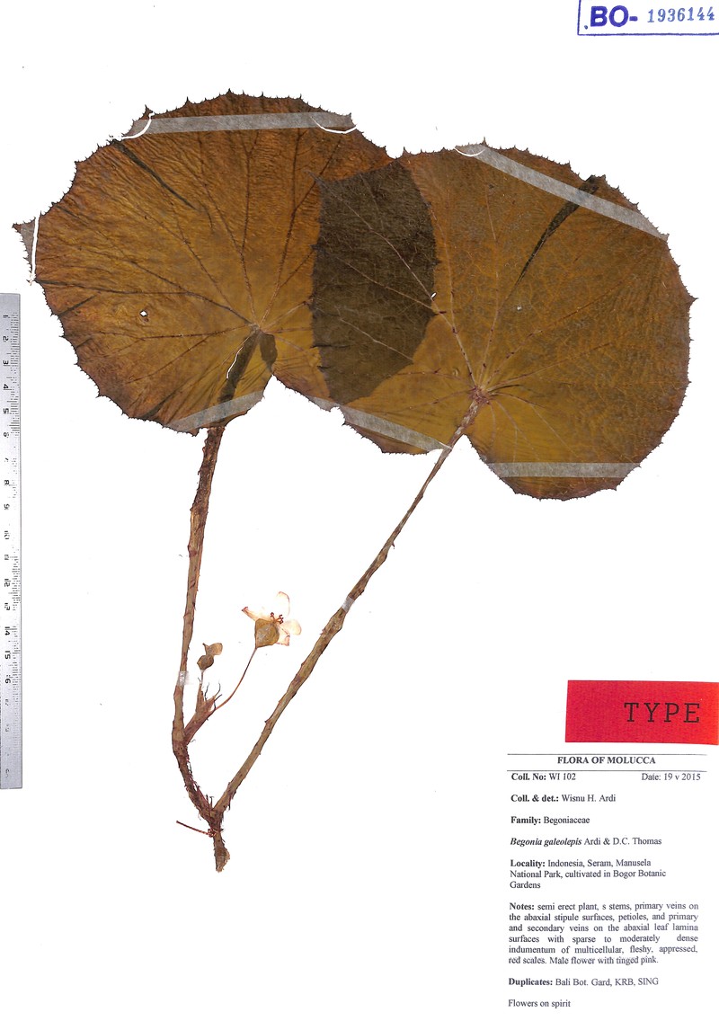 Begonia galeolepis photo 3