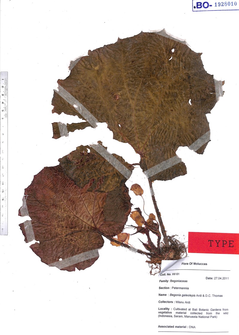 Begonia galeolepis photo 4