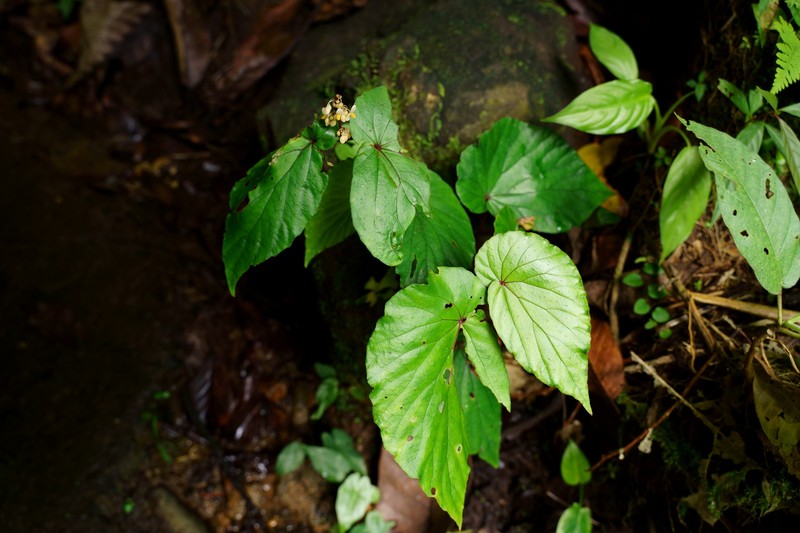 Begonia gelasensis photo 3