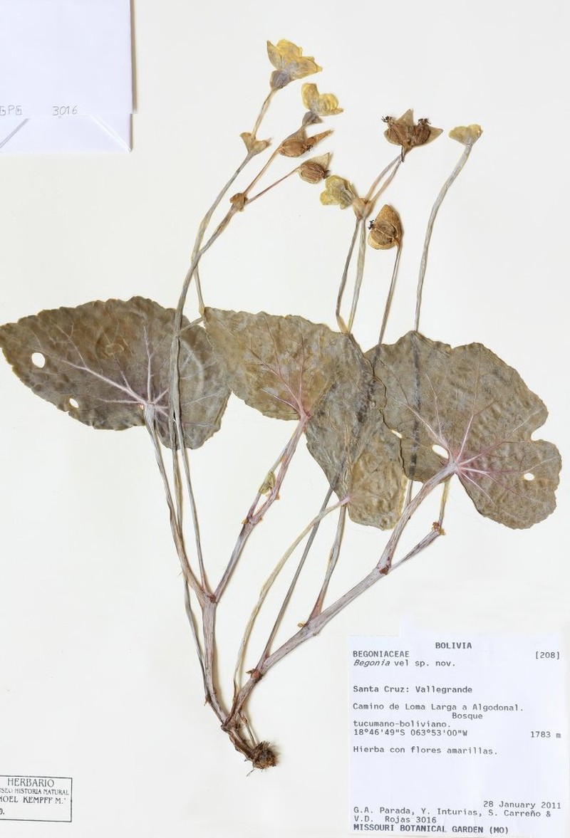 Begonia germaineana