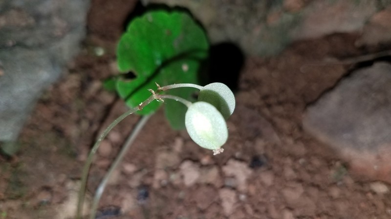 Begonia gregaria photo 2